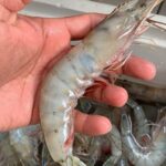 Gobierno Municipal incrementará vigilancia en granjas camaroneras.