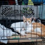 Concluye con éxito la Campaña de Esterilización Gratuita en el sector sur de Culiacán: 166 animalitos fueron atendidos