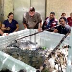 Protección Civil de Culiacán y GEPA liberan dos cocodrilos; uno mide 4 metros