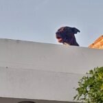 Rescata PC Municipal y GEPA, un perro pitbull del techo de una casa, en Valle Alto