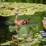 Eligen Pichihuilas a Jardín Botánico Culiacán como sitio de alimentación y reproducción
