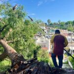 Brigadas de PC y Ayuntamiento de Culiacán, retiran árboles caídos durante las fuertes lluvias