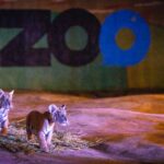 Con gran entusiasmo, familias de Culiacán dan bienvenida a los cuatro nuevos cachorros de tigre de bengala al Zoo