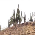 Maestranda de la UAS investiga características en la germinación del Pitayo de Martínez para reforestar y comercializarlo de manera sustentable