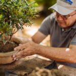Colección Bonsái, el culto al tiempo y la eternidad