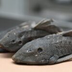 La invasión de especies exóticas como el pez diablo en los ríos de Culiacán está afectando a la fauna nativa, de acuerdo con investigador de la UAS