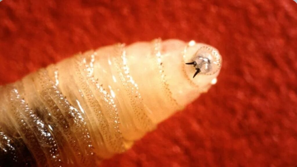 Primera víctima de miasis por gusano barrenador en México: un triste desenlace