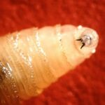 Primera víctima de miasis por gusano barrenador en México: un triste desenlace