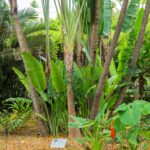 Palma del viajero, la especie que acumula agua en su interior para insectos y microrganismos