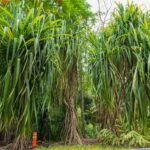 Conoce Pandanus, los árboles que caminan del Jardín Botánico Culiacán