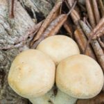 Ya viene el ‘Hongosto’ para que te diviertas, explores y aprendas en el Jardín Botánico Culiacán