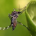Investigadores de la UAS buscan a través de modelos biológicos obtener diagnósticos certeros en enfermedades como dengue, zika y otras virosis