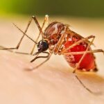 Sinaloa, uno de los estados más afectados por casos de dengue en el país; sin embargo, la lluvia no tiene relación alguna con la incidencia anual