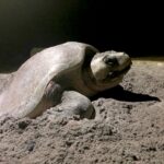Conservación de la tortuga marina en Playa Ceuta por parte de la UAS sigue obteniendo resultados positivos, a 49 años de haber iniciado dicha labor
