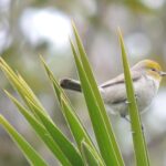 Jardín Botánico Culiacán y Parque Ecológico, espacios verdes urbanos que inspiran a la comunidad