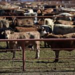 EU acusa a México de inacción tras brote de gusano barrenador cerca de la frontera