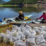 Gobierno de Sinaloa siembra 1 millón 800 alevines de tilapia en la Presa Guillermo Blake