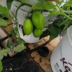 Analizan especialistas de la UAS la aplicación de níquel en sistemas hidropónicos de las plantas para la mejor metabolización del nitrógeno