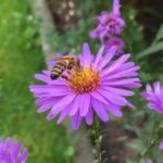 Crea la Facultad de Biología de la UAS el Jardín de Polinizadores, espacio que busca ser refugio de especies colectores de néctar como las abejas