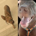 Coffee, la perrita que sufrió maltrato y despertó la solidaridad ciudadana