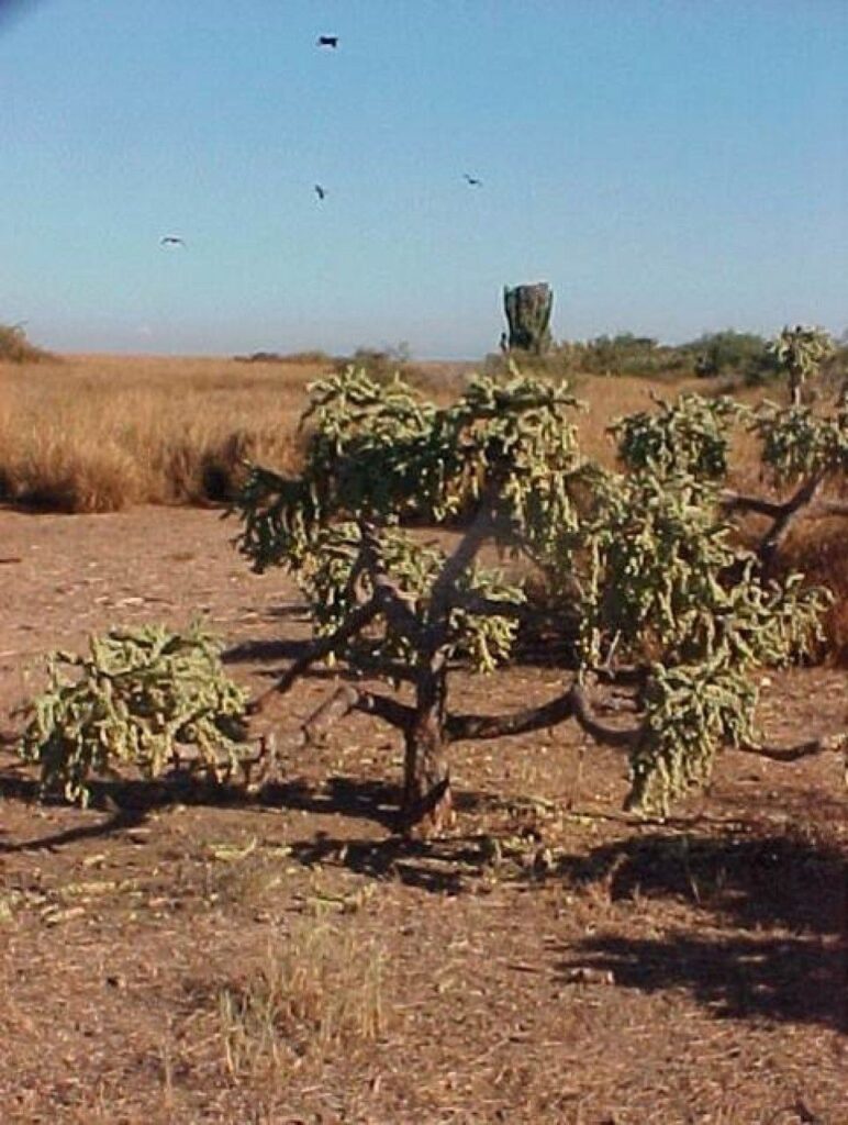 Islas de las costas de Sinaloa han registrado alrededor de 180 especies que representarían alteraciones al ecosistema, según estudios y exploraciones