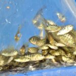 Concluye la siembra de 1 millón 500 mil alevines de tilapia en la Presa Josefa Ortiz de Domínguez