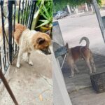 Rescatan PC Culiacán y Bomberos Veteranos a un perro que quedó atorado en el barandal de una casa
