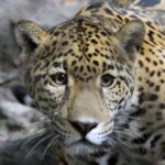 Logra crecer en un 10 por ciento el número de jaguares en el país, según el Tercer Censo Nacional; Sinaloa destaca por salvaguardar dicha especie