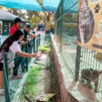 Zoológico de Culiacán conmemora el Día Internacional del Jaguar con actividades educativas y de conservación