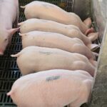 La Granjita, el Corazón Familiar de la Expo Ganadera Sinaloa 2025