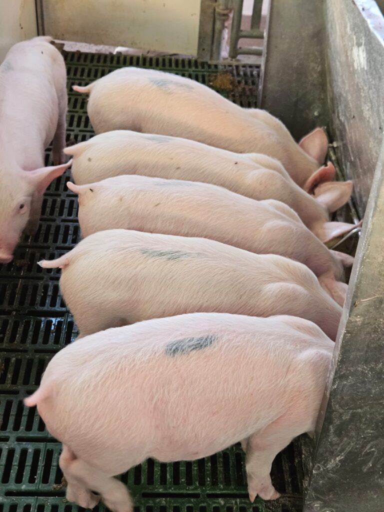 La Granjita, el Corazón Familiar de la Expo Ganadera Sinaloa 2025