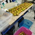 Investigadores de la UAS trabajan en un proyecto para ayudar en el cuidado postcosecha del tomate con compuestos naturales y evitar la podredumbre