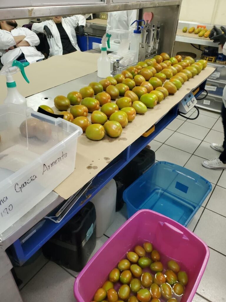 Investigadores de la UAS trabajan en un proyecto para ayudar en el cuidado postcosecha del tomate con compuestos naturales y evitar la podredumbre