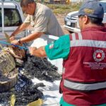 Un cocodrilo de casi tres metros, fue capturado y liberado por PC Municipal y GEPA