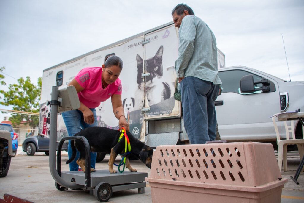 DIF Bienestar El Vallado mantiene campaña permanente de esterilización gratuita para perros y gatos