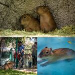 Los nuevos capibaras del Zoo Culiacán ya están en manos de niñas y niños para elegir su nombre