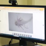 Investigadora de la UAS cultiva ajolotes en Sinaloa para desarrollar posible cura a enfermedades, por su poder de regeneración de tejidos u órganos