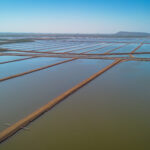 Producción de camarón en Sinaloa mantiene precios estables y repunte en acuacultura