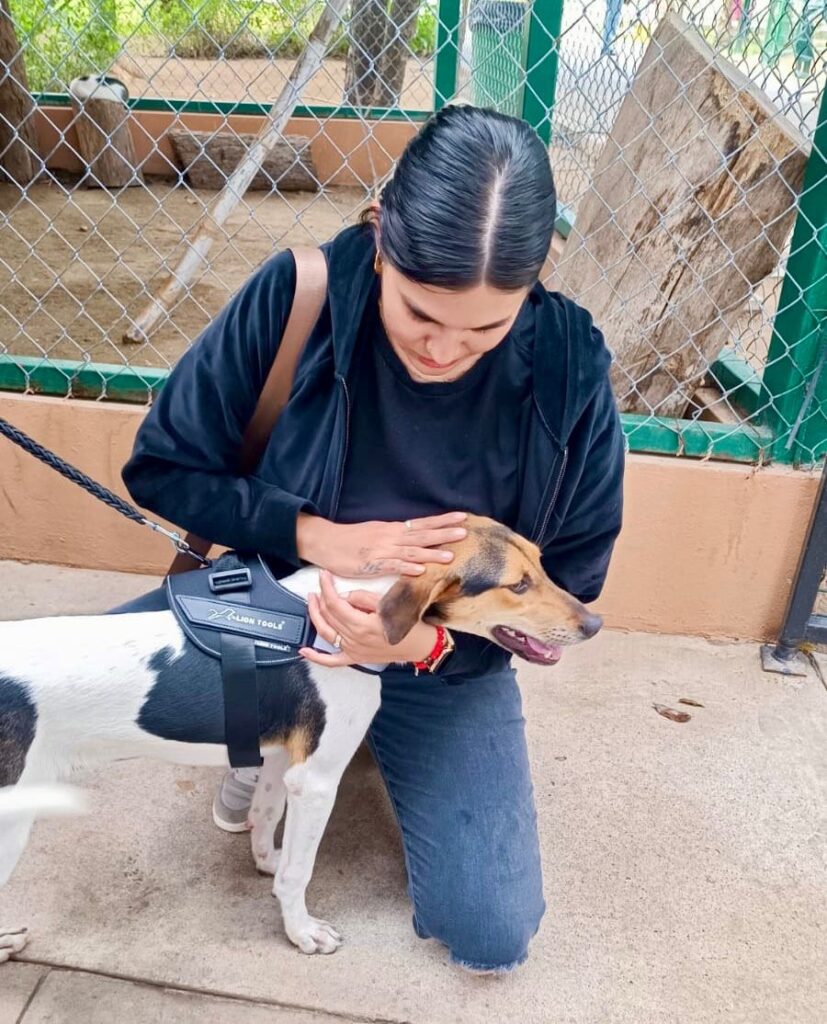 “Huellitas del Bienestar” logra 9 adopciones de perritos y gatitos durante su primera jornada del año