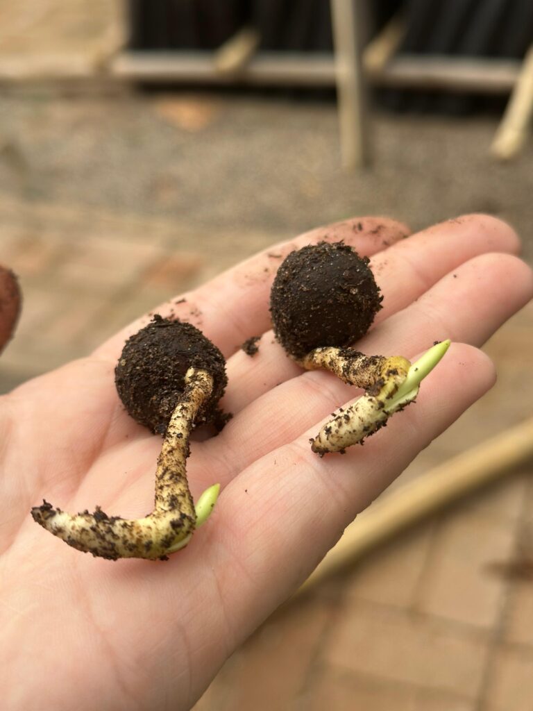 Trabaja Jardín Botánico Culiacán en el proceso de propagación de la palmera Talipot