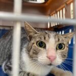 El Gobierno de Rosario realiza la primera campaña de esterilización de este 2026.