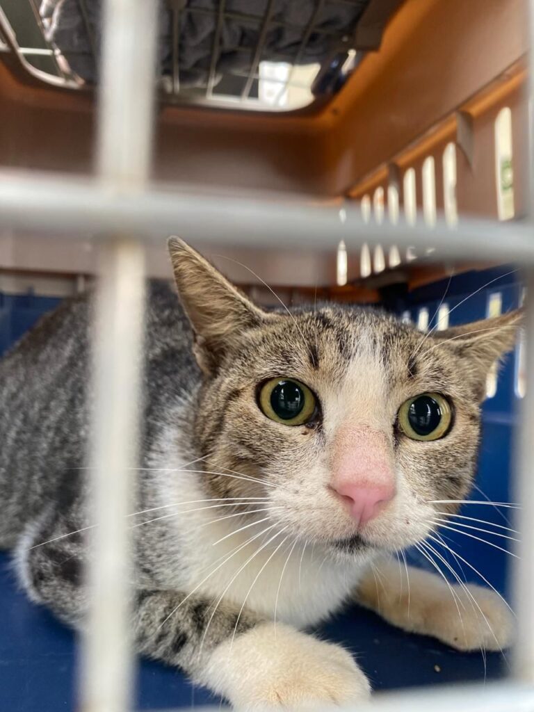 El Gobierno de Rosario realiza la primera campaña de esterilización de este 2026.