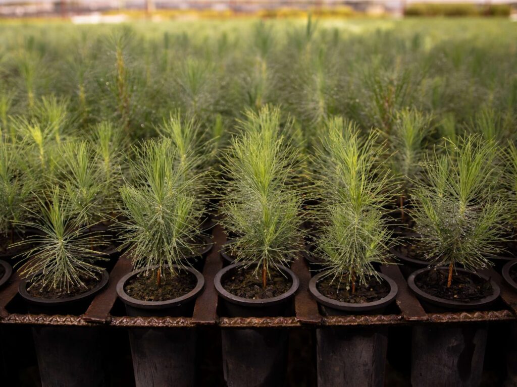 #APEAM fortalece la reforestación en Jalisco ||