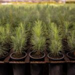 #APEAM fortalece la reforestación en Jalisco ||