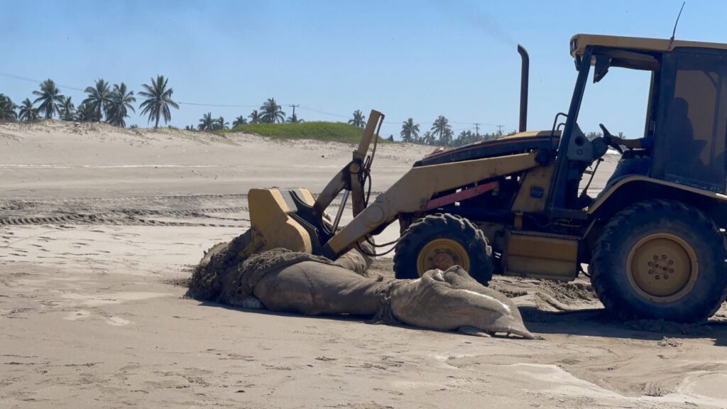 Autoridades atienden hallazgo de ballena sin vida en Playa El Caimanero