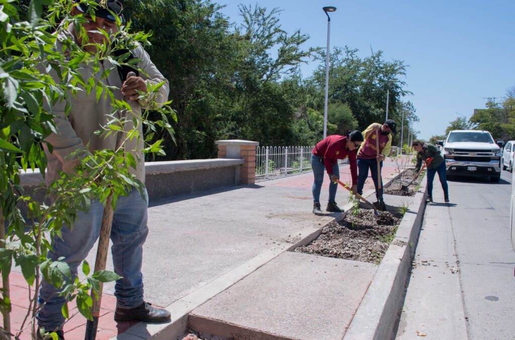 Avanza arborización del malecón con plantación de 172 glorias en el bulevar Francisco Labastida Ochoa