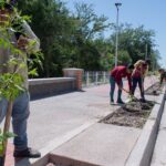 Avanza arborización del malecón con plantación de 172 glorias en el bulevar Francisco Labastida Ochoa