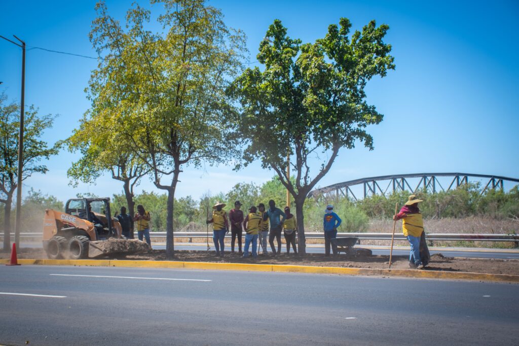 Avanza rehabilitación de camellón en bulevar José Limón