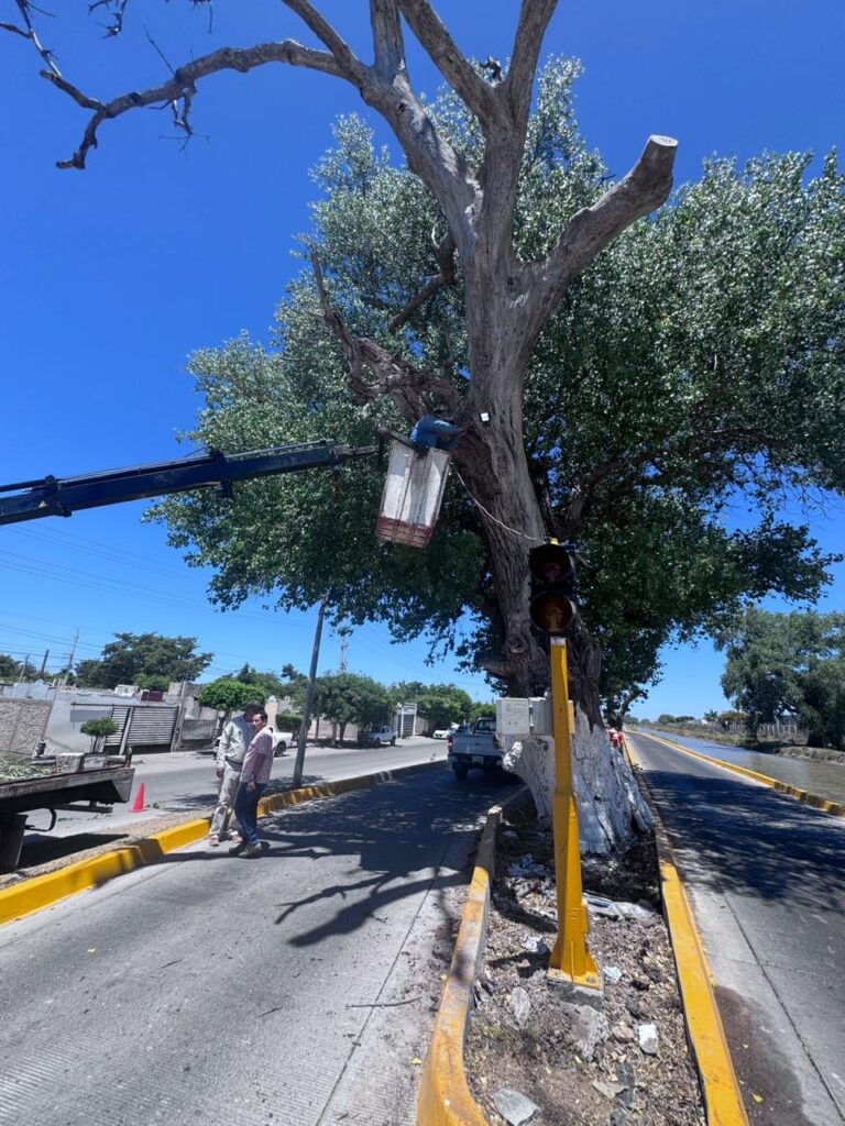 “Avanza programa de arborización y señalización vial para mejorar la imagen urbana y la seguridad de la población”: COMUN Ahome.