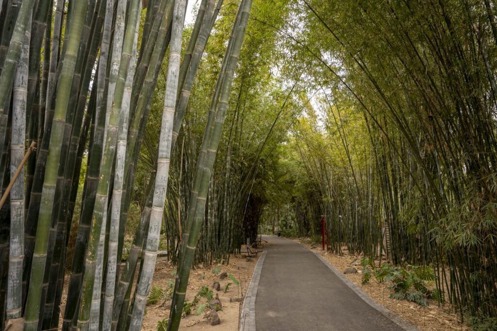 Islas verdes contra el calor: jardines botánicos emergen como aliados ante el cambio climático